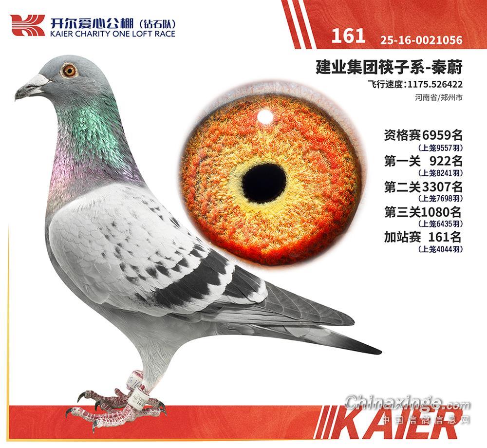 �_���@ʯ꠼�վِ161��