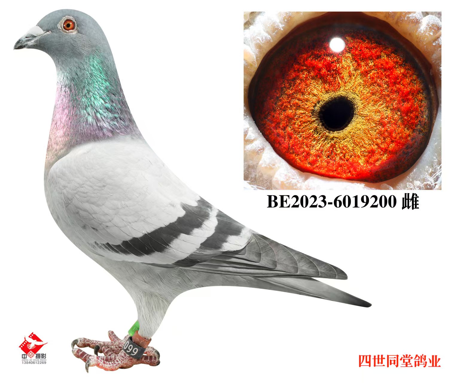 ����޽�̩˹ԭ��200