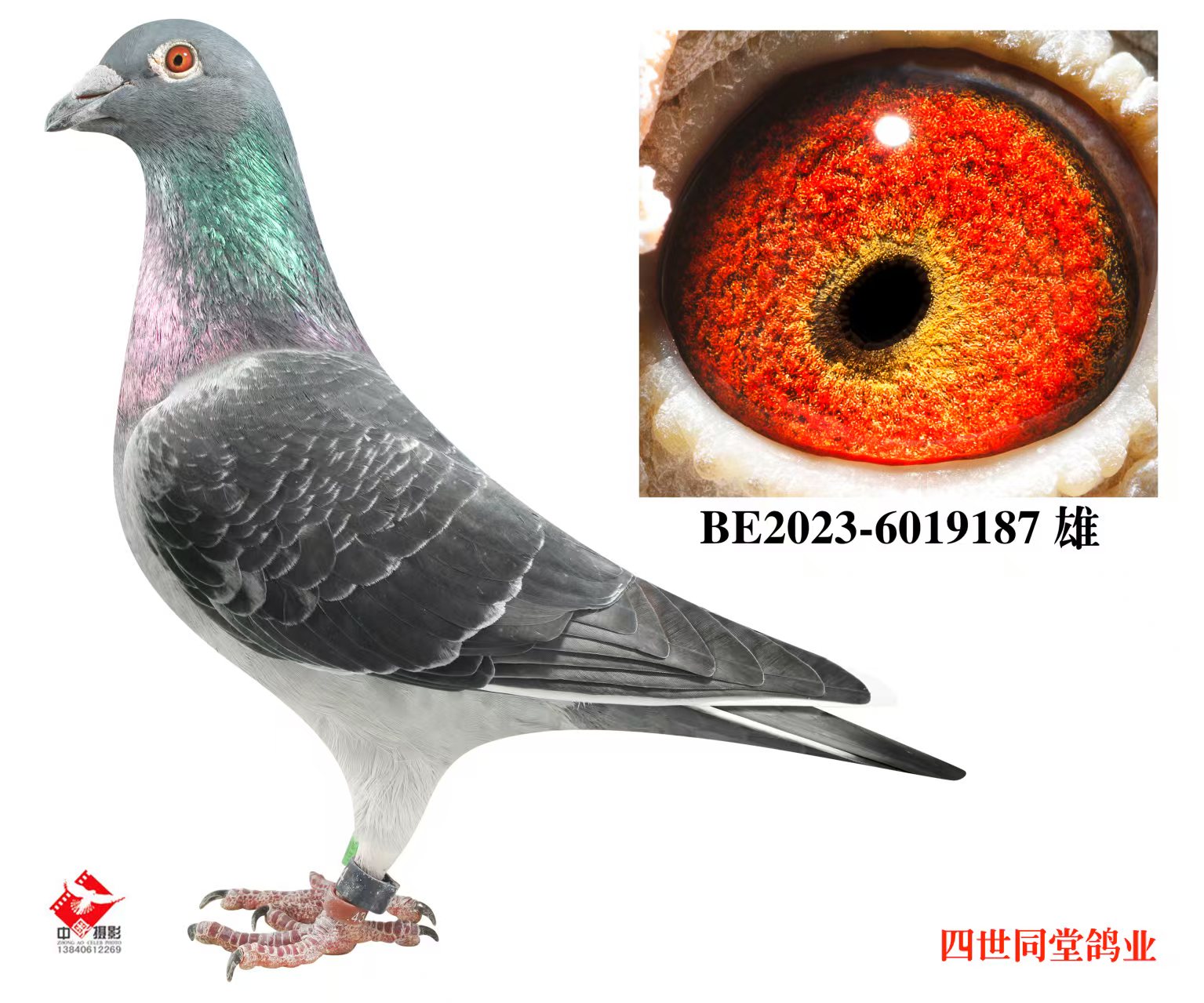 ����޽�̩˹ԭ��187