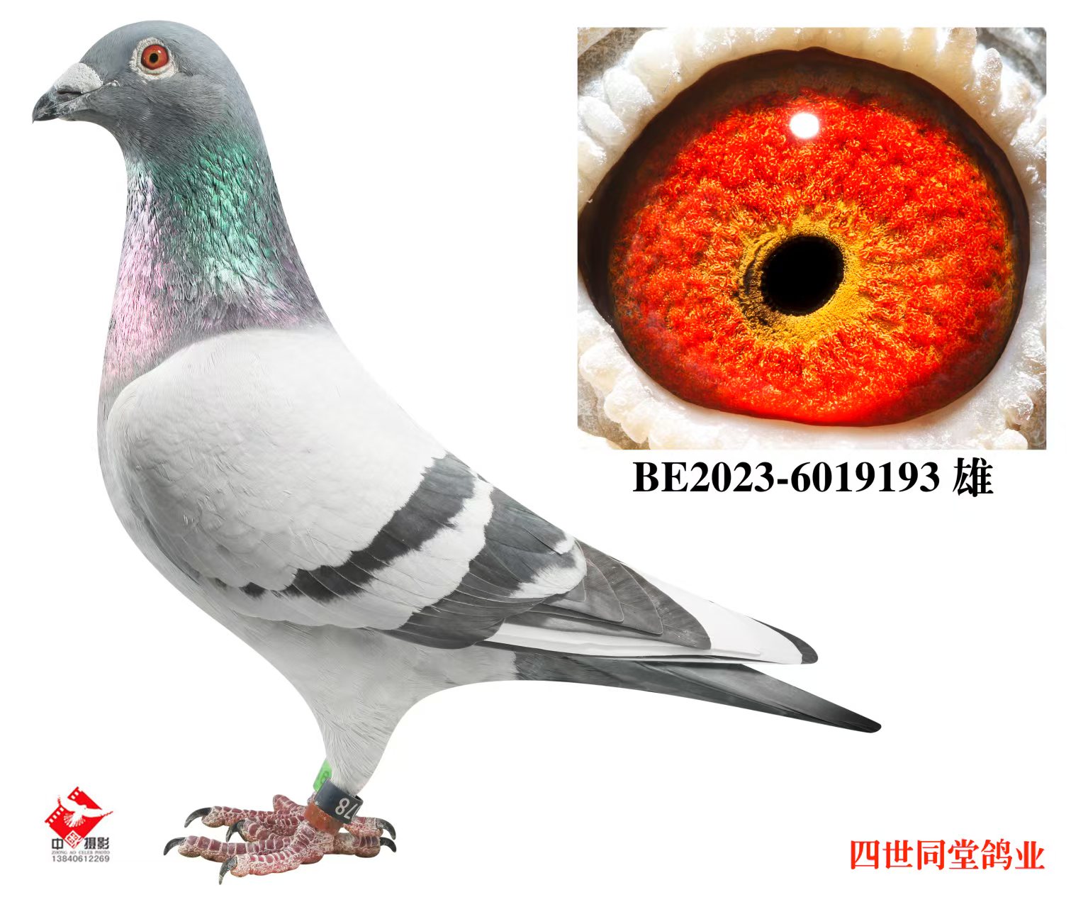 ����޽�̩˹ԭ��193