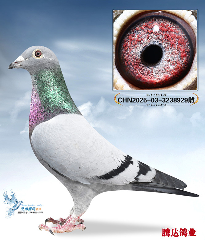 ��������ظ����ھ���ֱŮ929