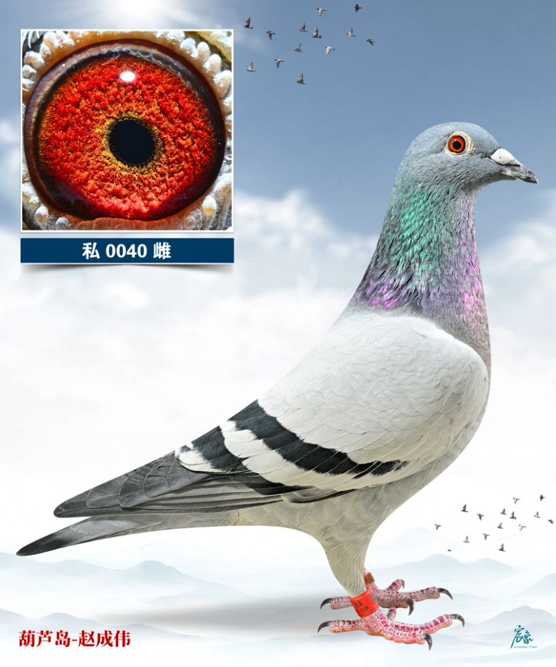 �S�۷���ֱŮ040