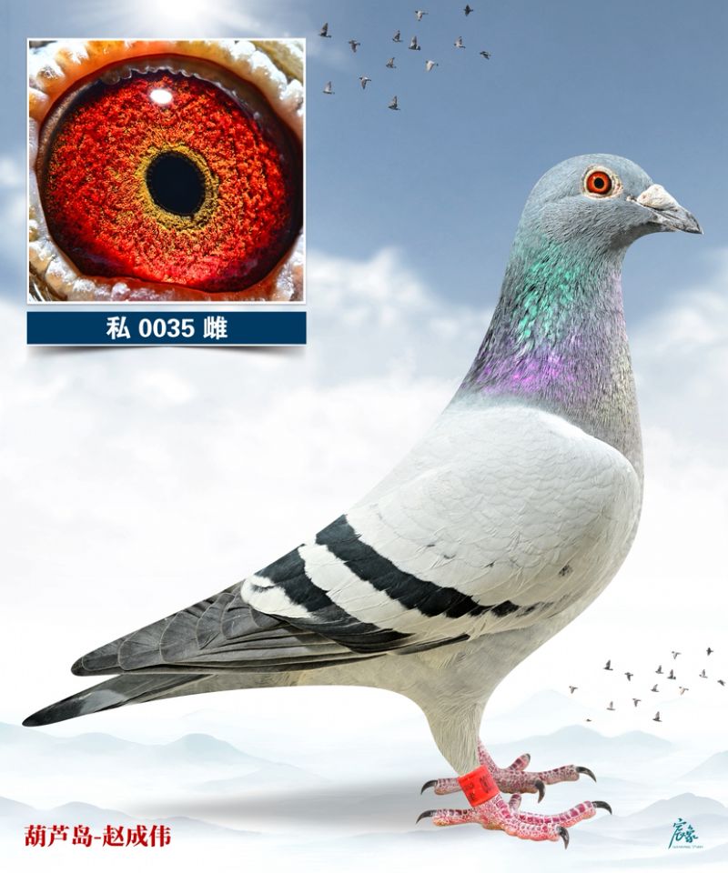 �S�۷���ֱŮ035