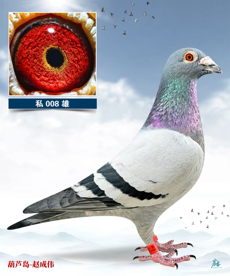 �S�۷���ֱ��008