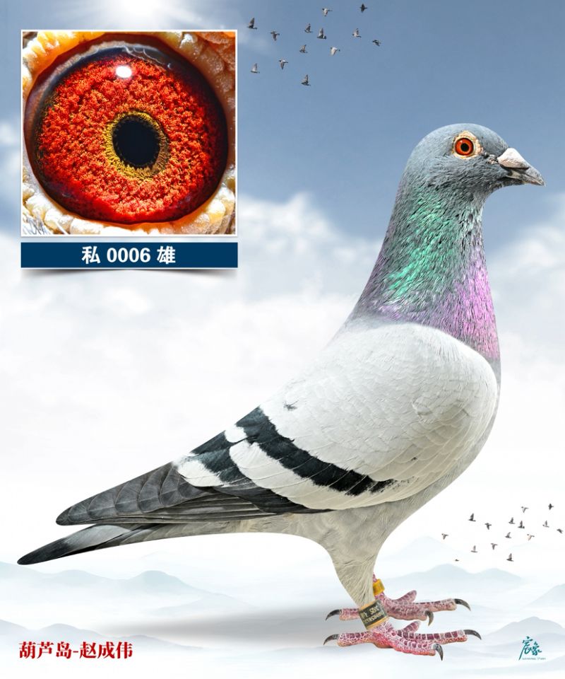 �S�۷���ֱ��006