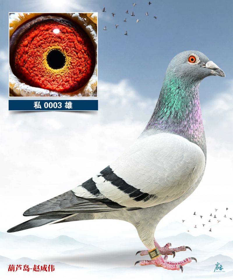 �S�۷���ֱ��003