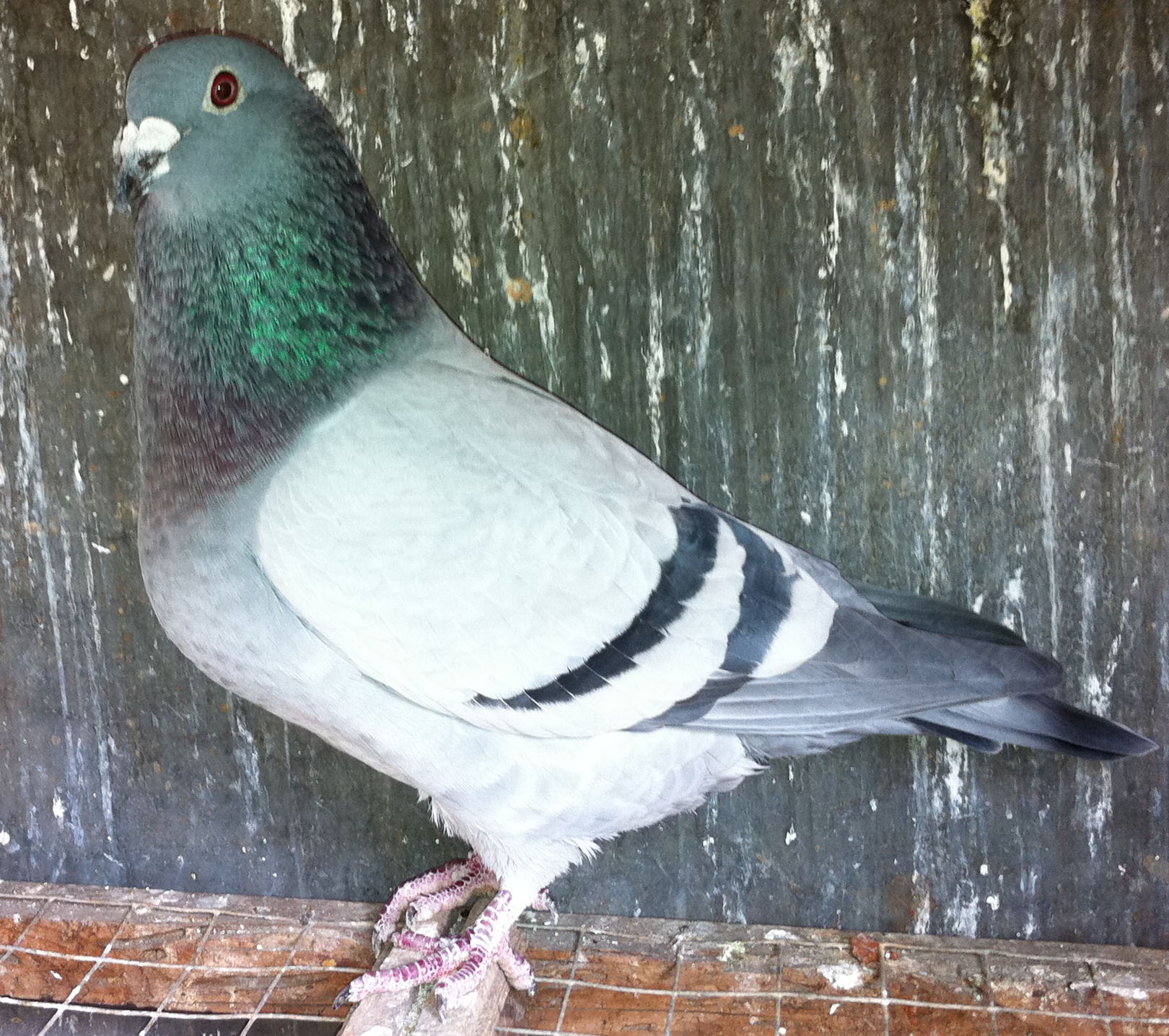 ������ĸ������