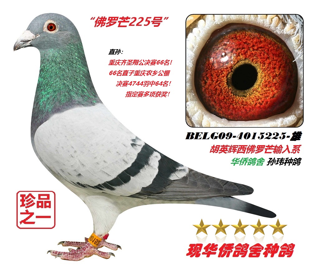 ������â�о��������225��