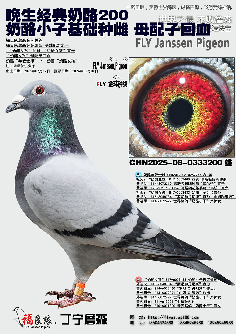 ����С�ӻ����ִ� ĸ���ӻ�Ѫ