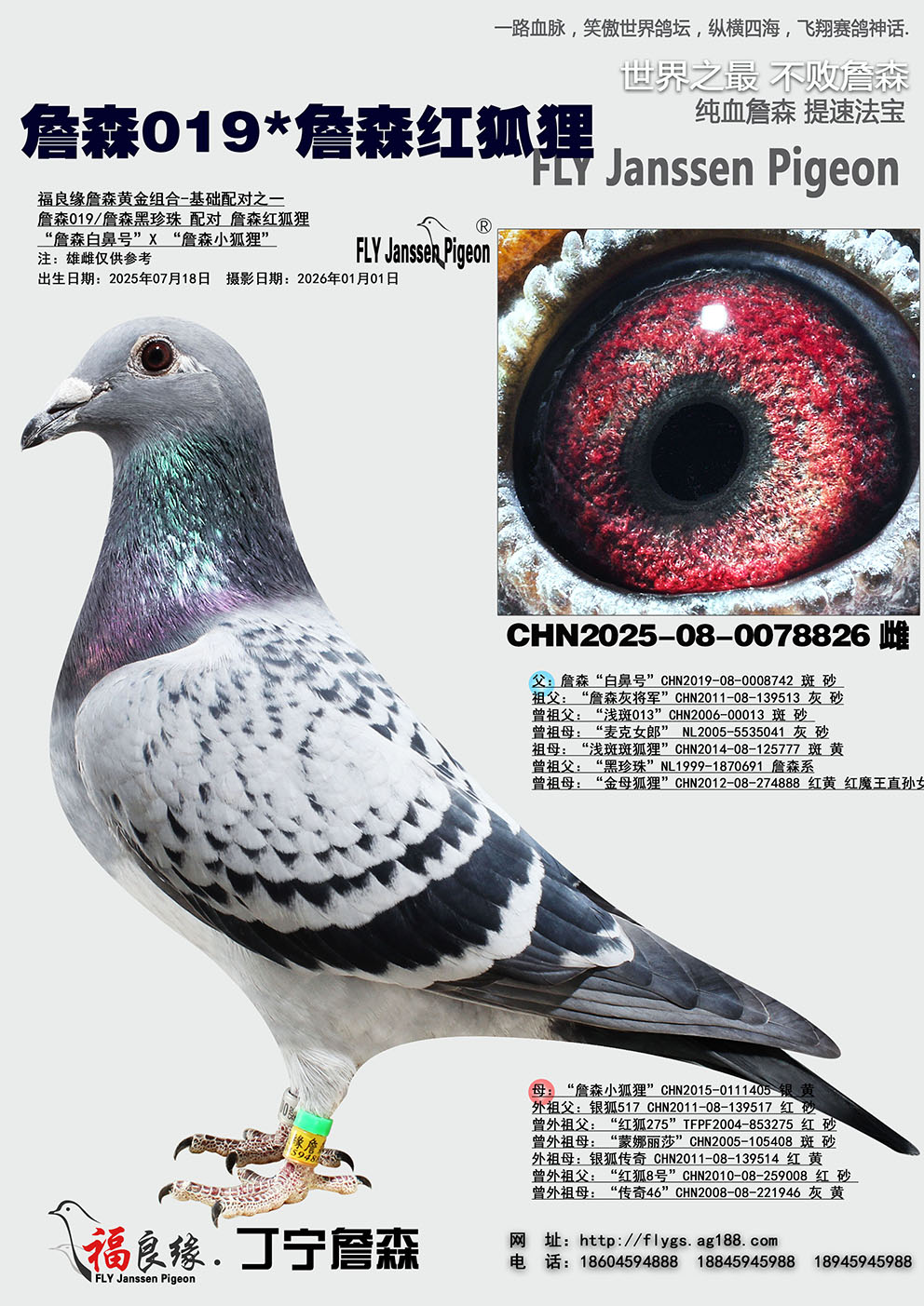 ղɭ019*ղɭ�����