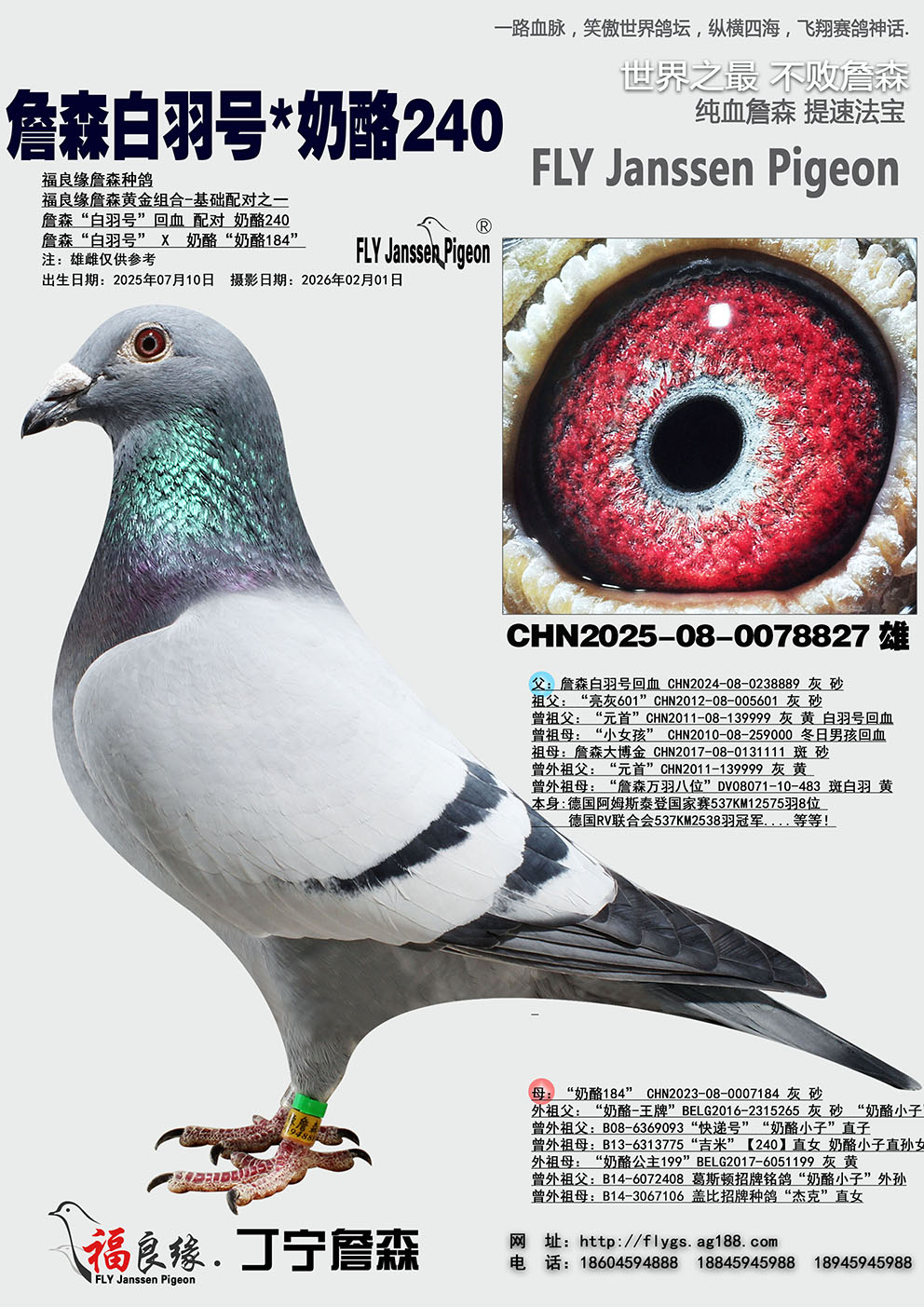 ղɭ�����*����240