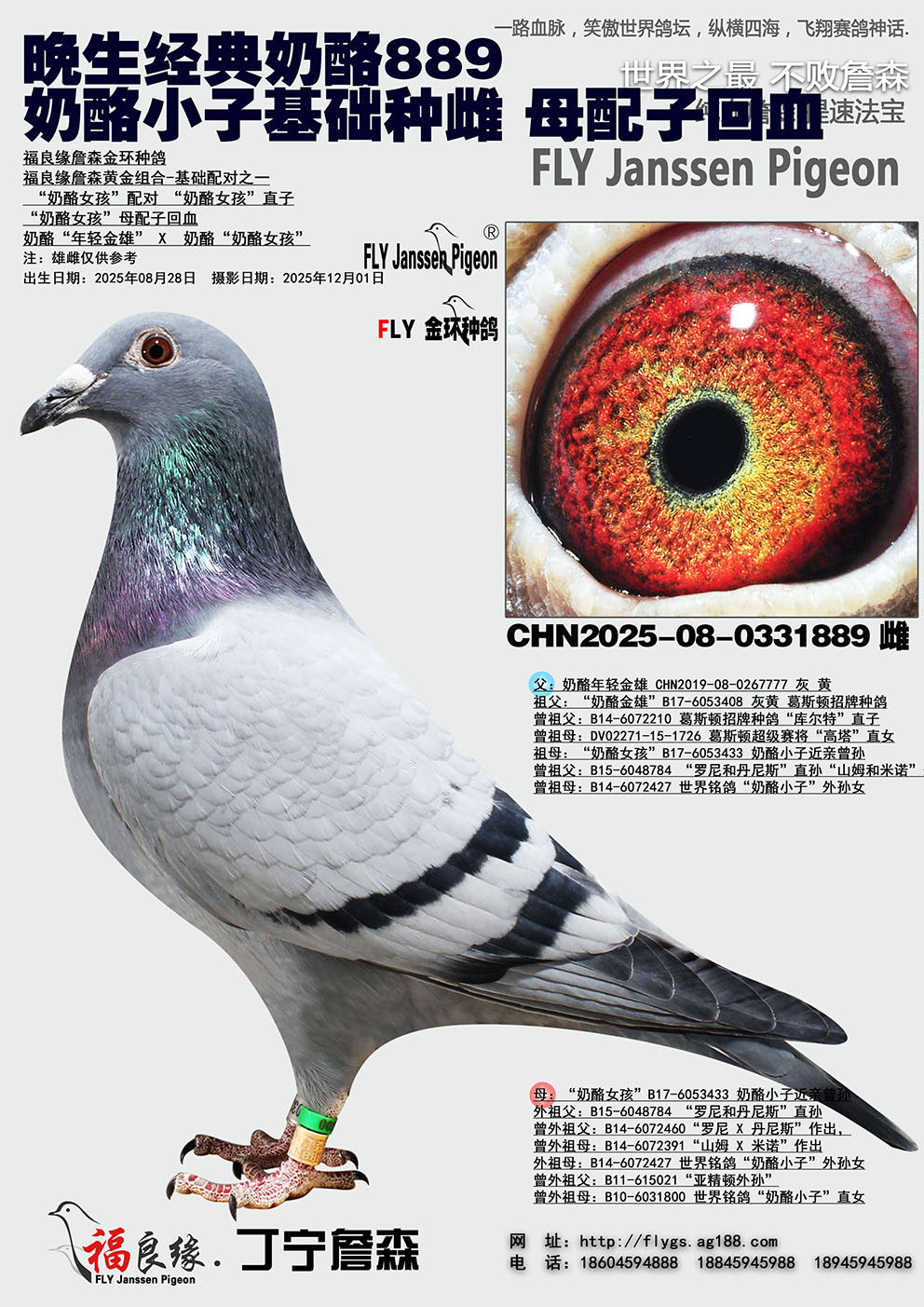 ����С�ӻ����ִ� ĸ���ӻ�Ѫ