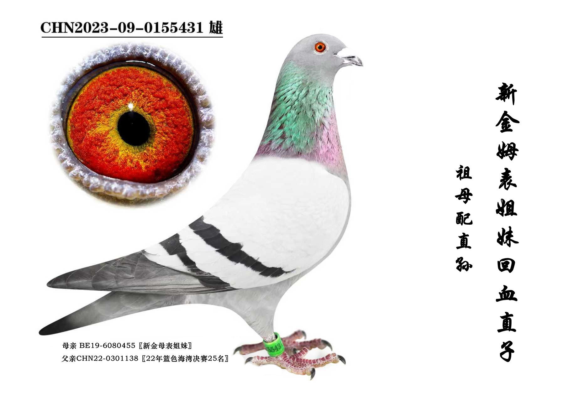 ���½�ķ�����á���Ѫ�Ӵ�