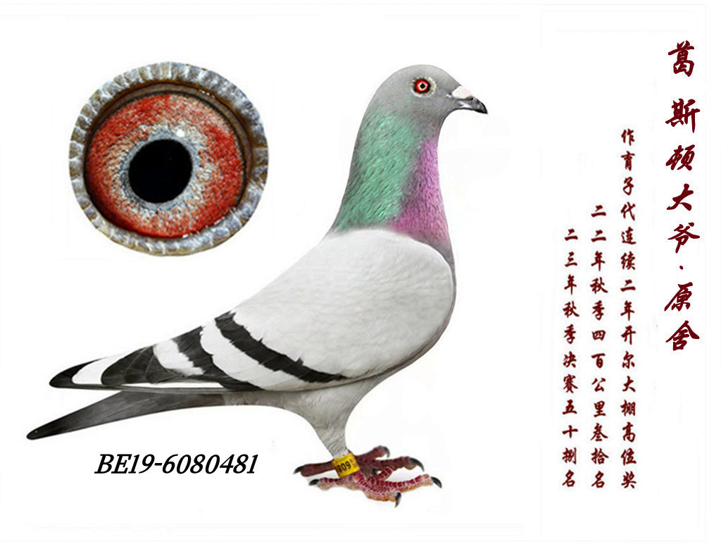 ԭ�ᡰ����ֱŮ