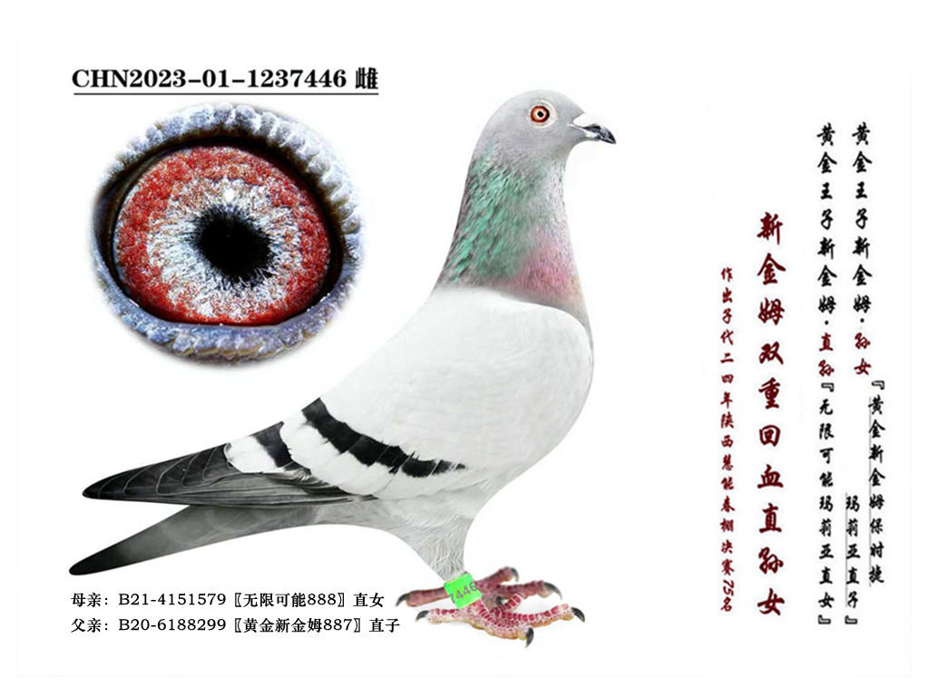 ���½�ķ���p�ػ�Ѫ�Ӵ�