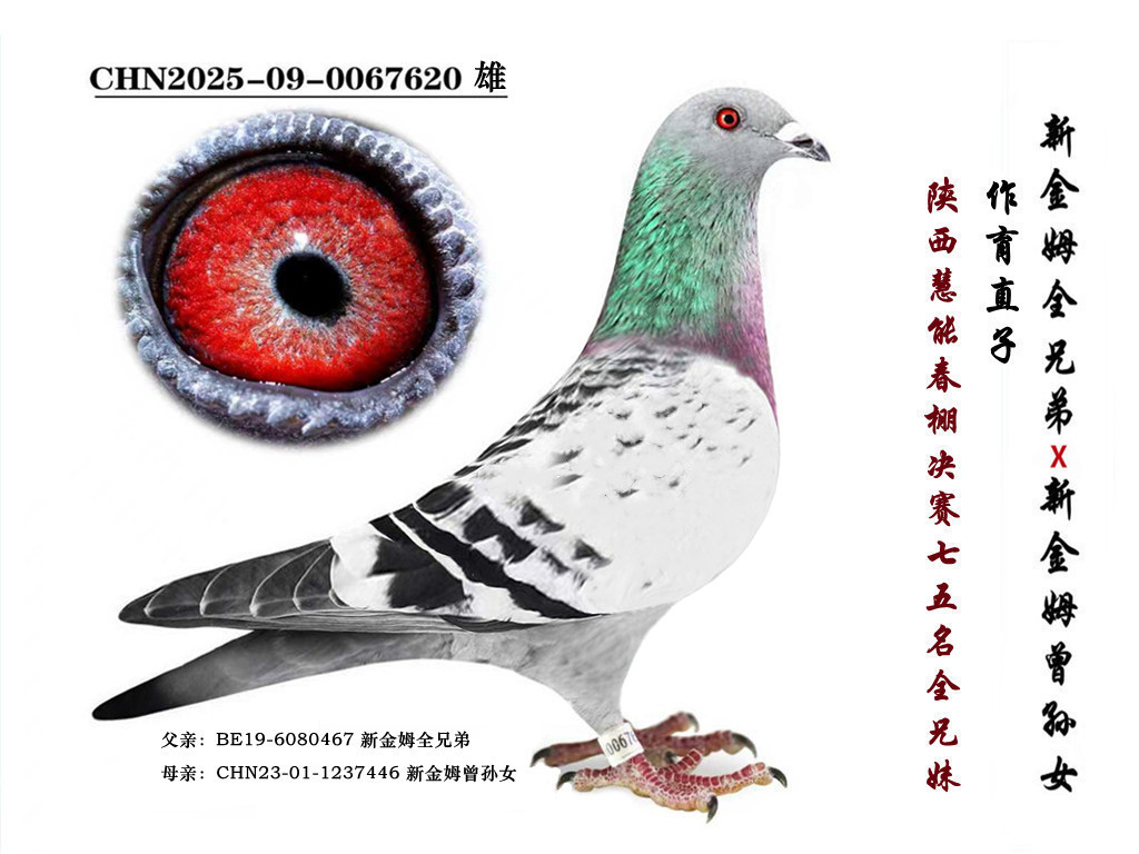 ���½�ķȫ�ֵܡ�ֱ��