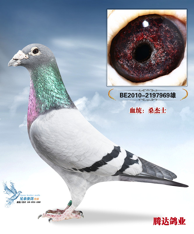 ��ά��˹��ֱ��