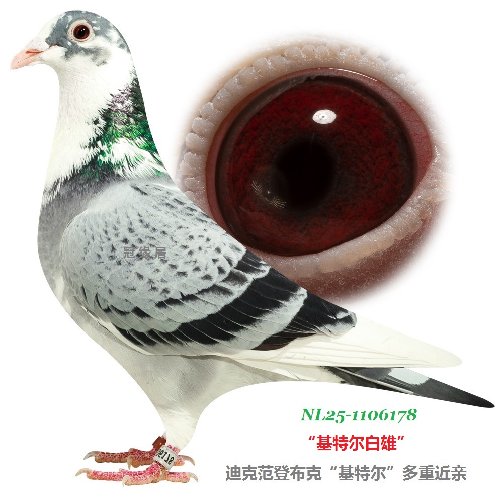 ���ض�����