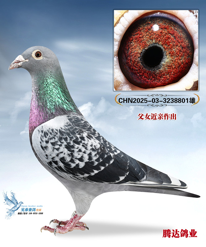 �����ݹ����Ĺظ���������ֱ��801