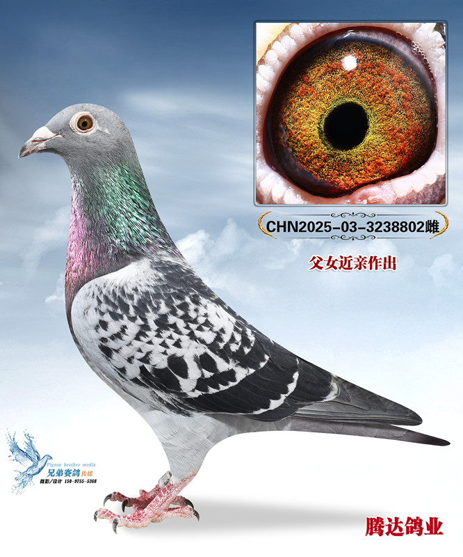 �����ݹ����Ĺظ���������ֱŮ802