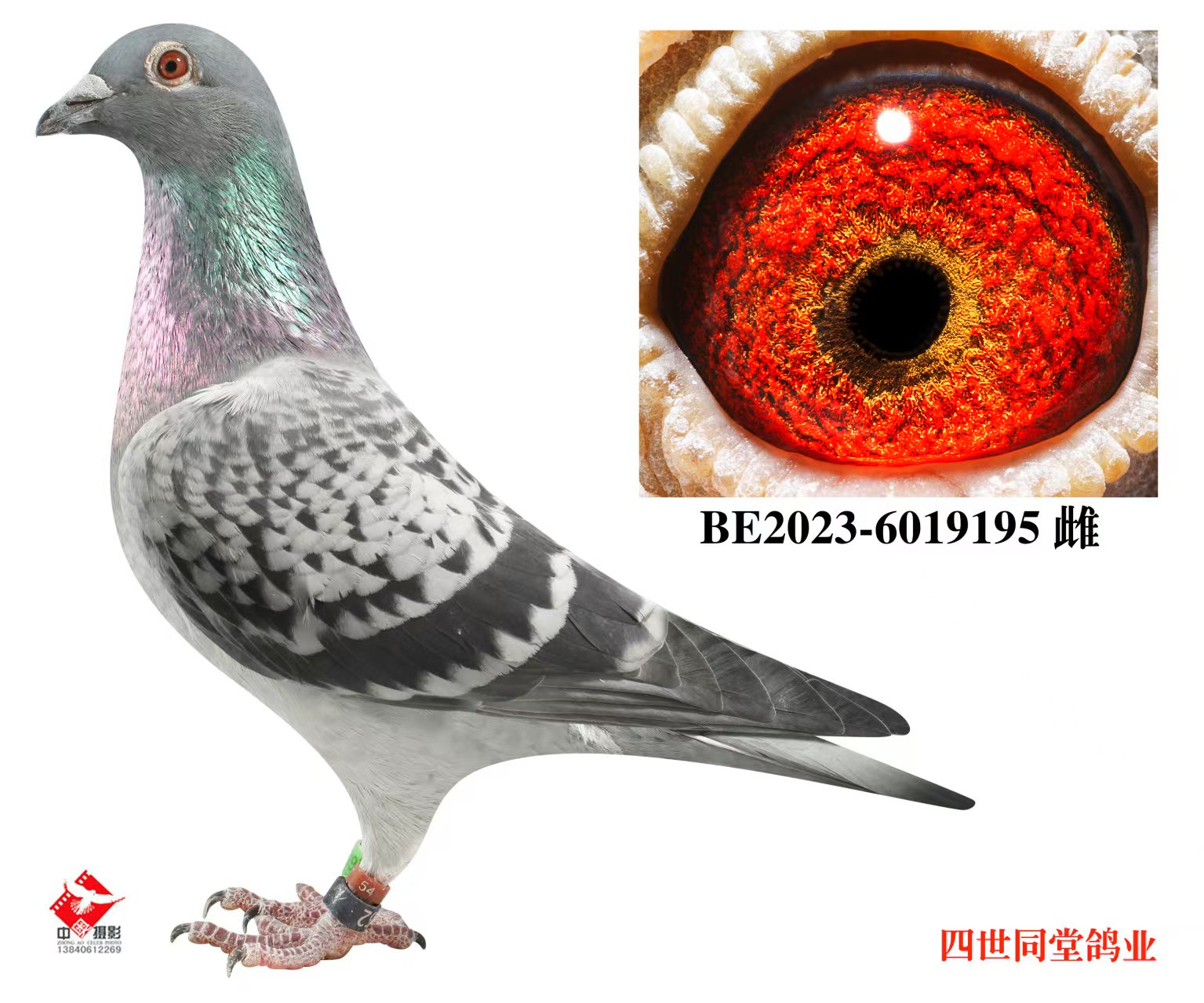 ����޽�̩˹ԭ��195