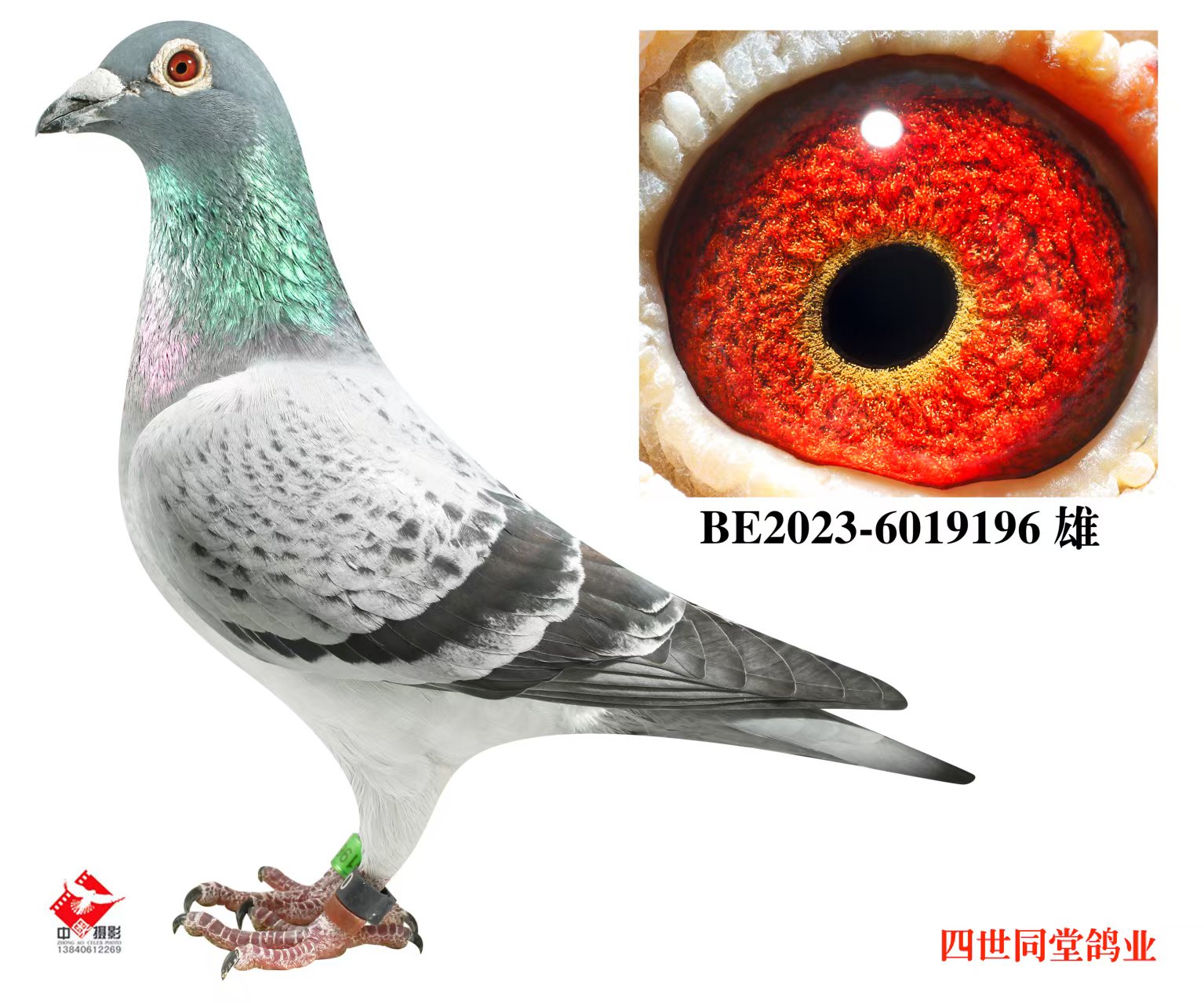 ����޽�̩˹ԭ��196