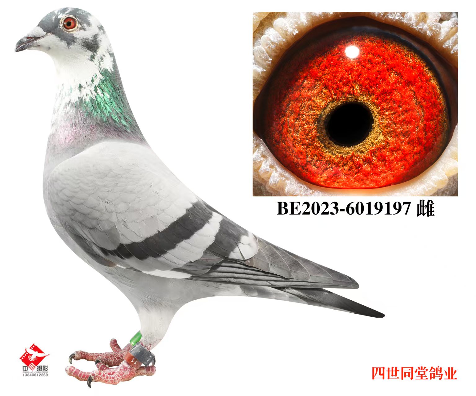 ����޽�̩˹ԭ��197