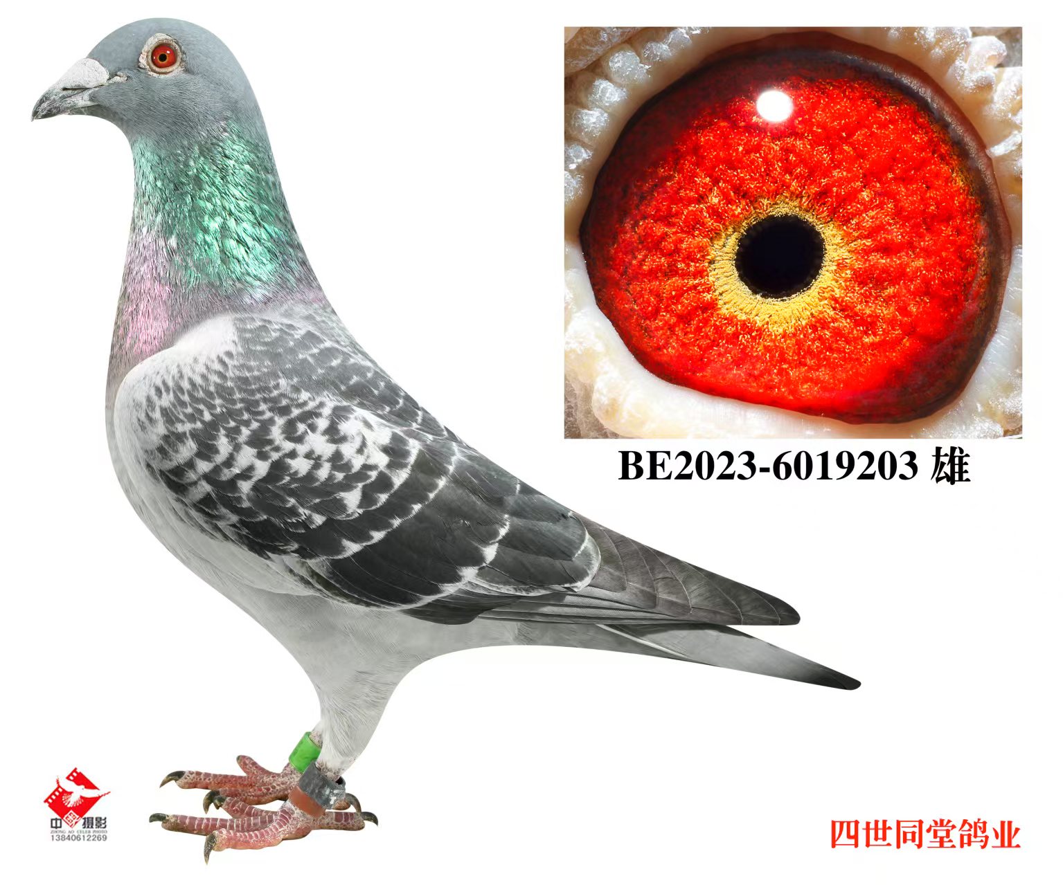 ����޽�̩˹ԭ��203