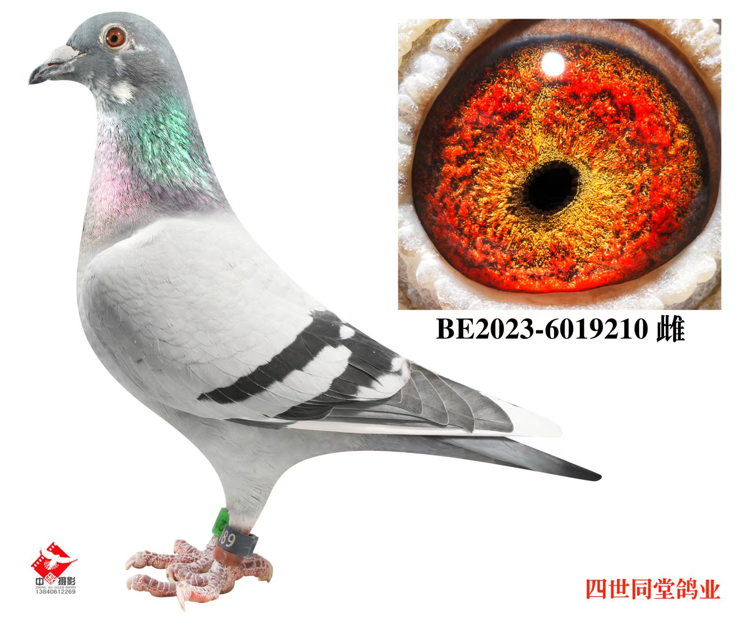 ����޽�̩˹ԭ��210