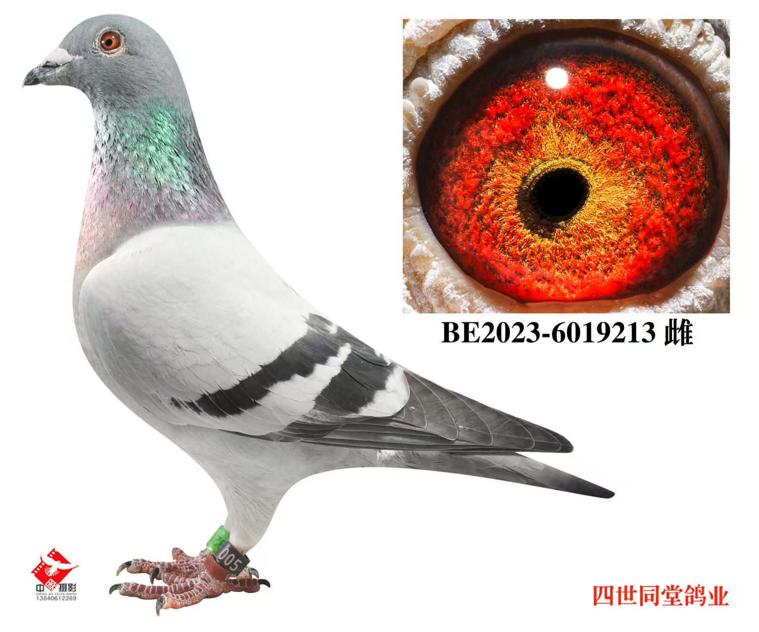 ����޽�̩˹ԭ��213