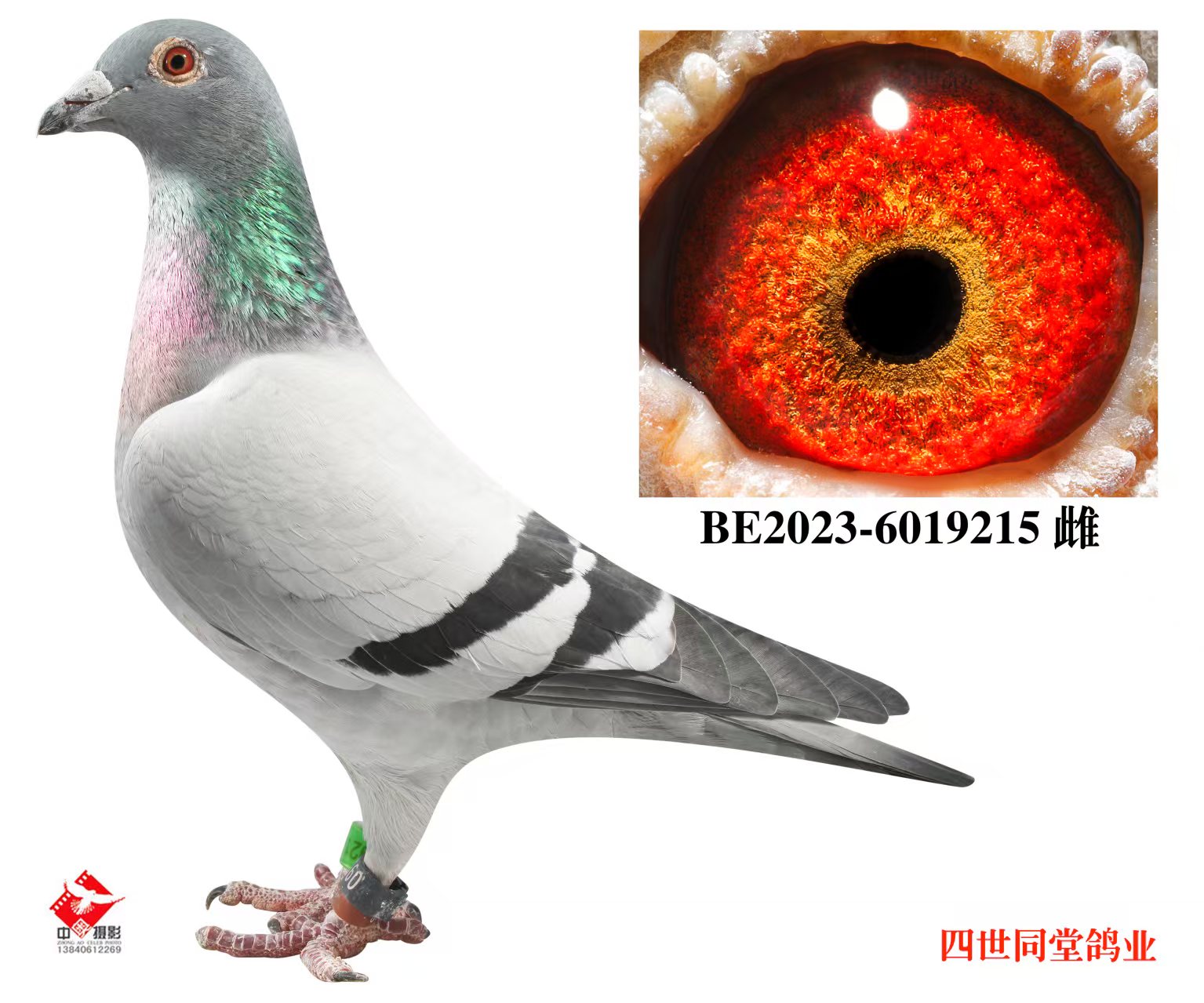 ����޽�̩˹ԭ��215