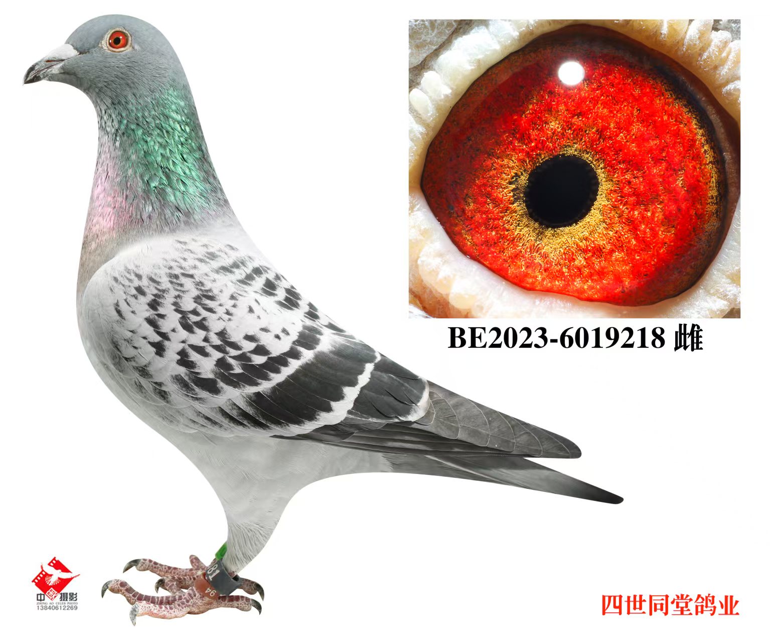 ����޽�̩˹ԭ��218