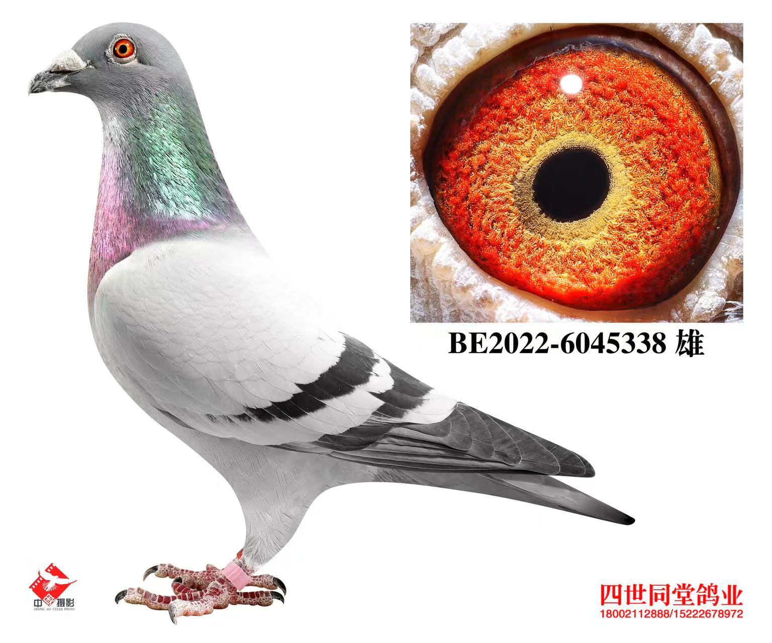 ³�Ϸ���˹ԭ��338