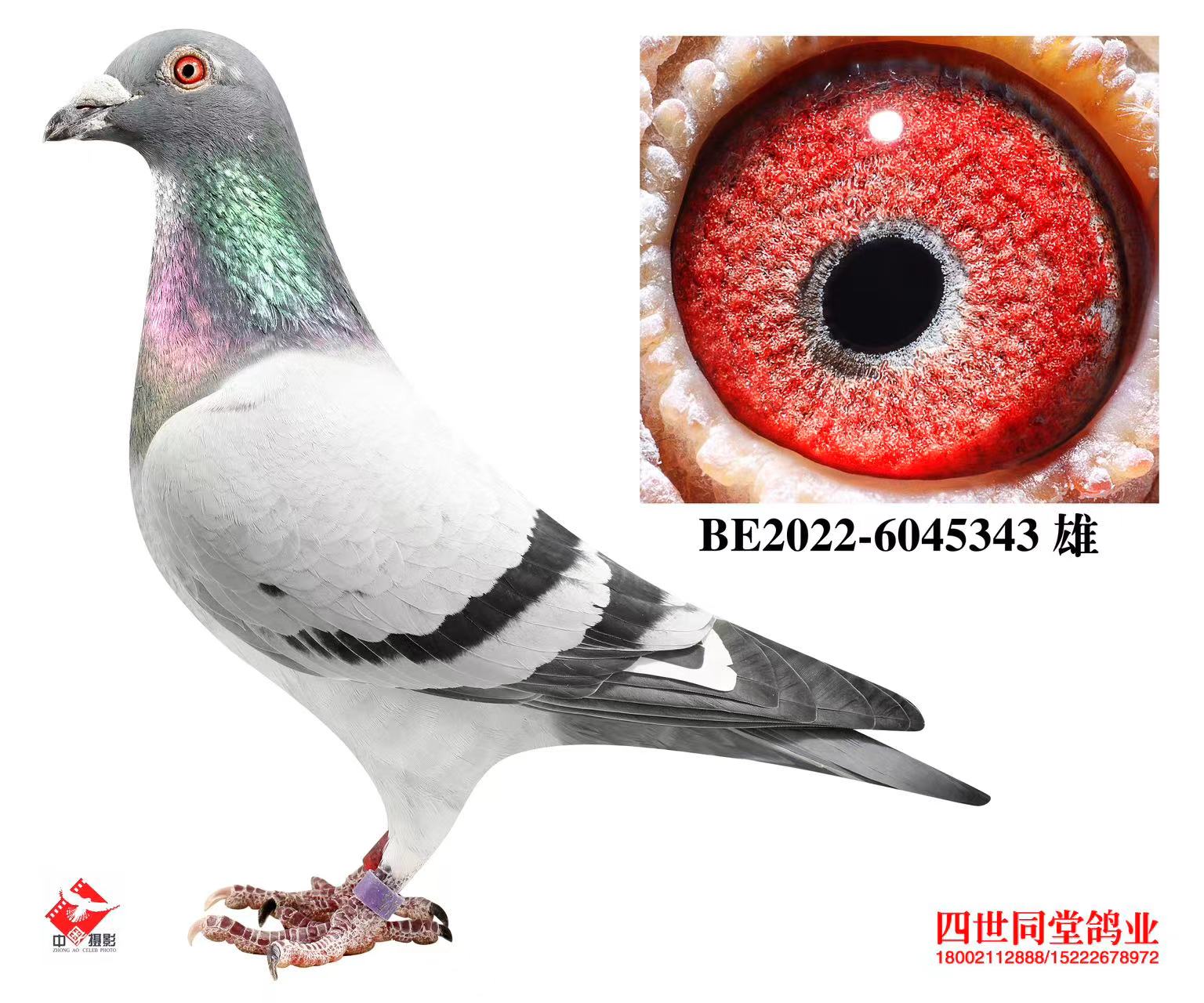 ³�Ϸ���˹ԭ��343