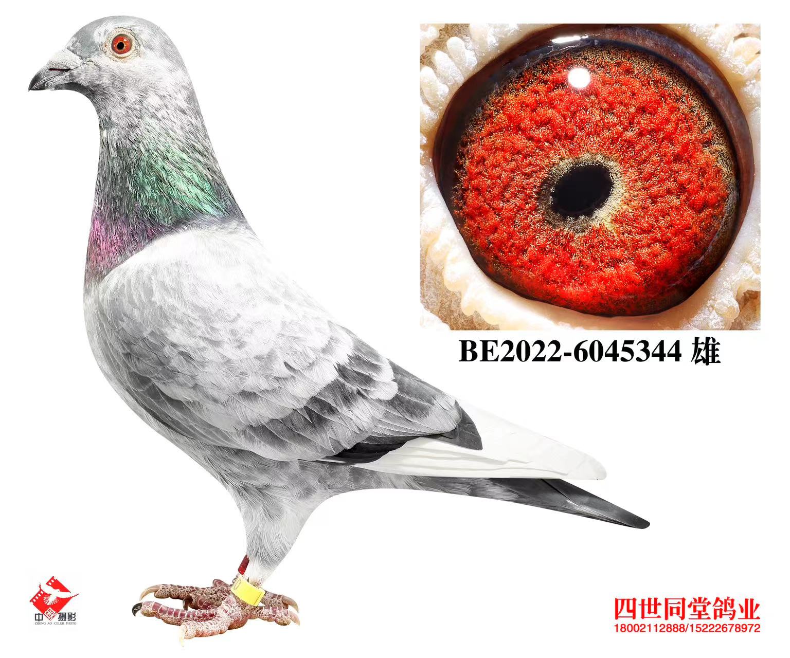 ³�Ϸ���˹ԭ��344