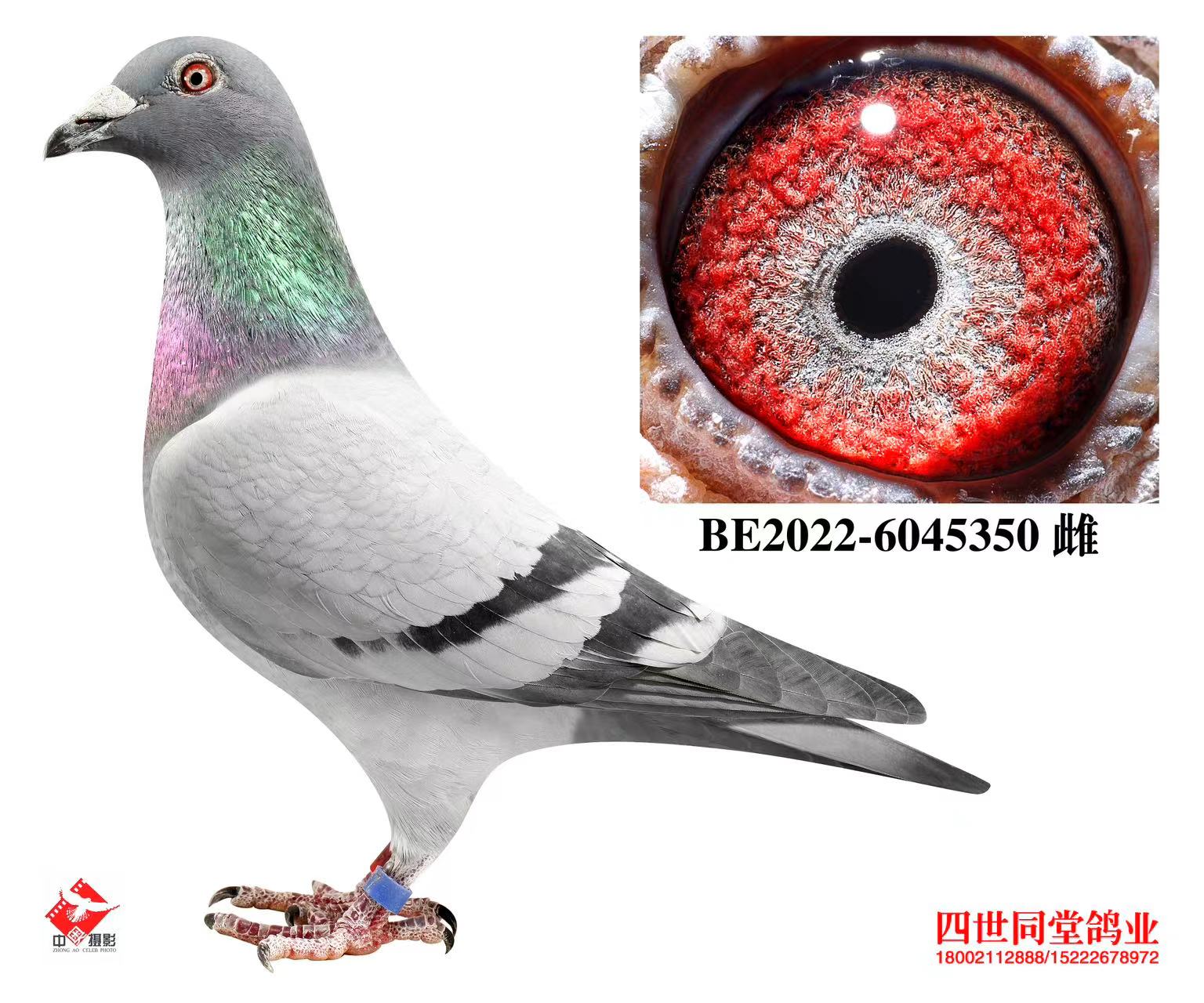 ³�Ϸ���˹ԭ��350