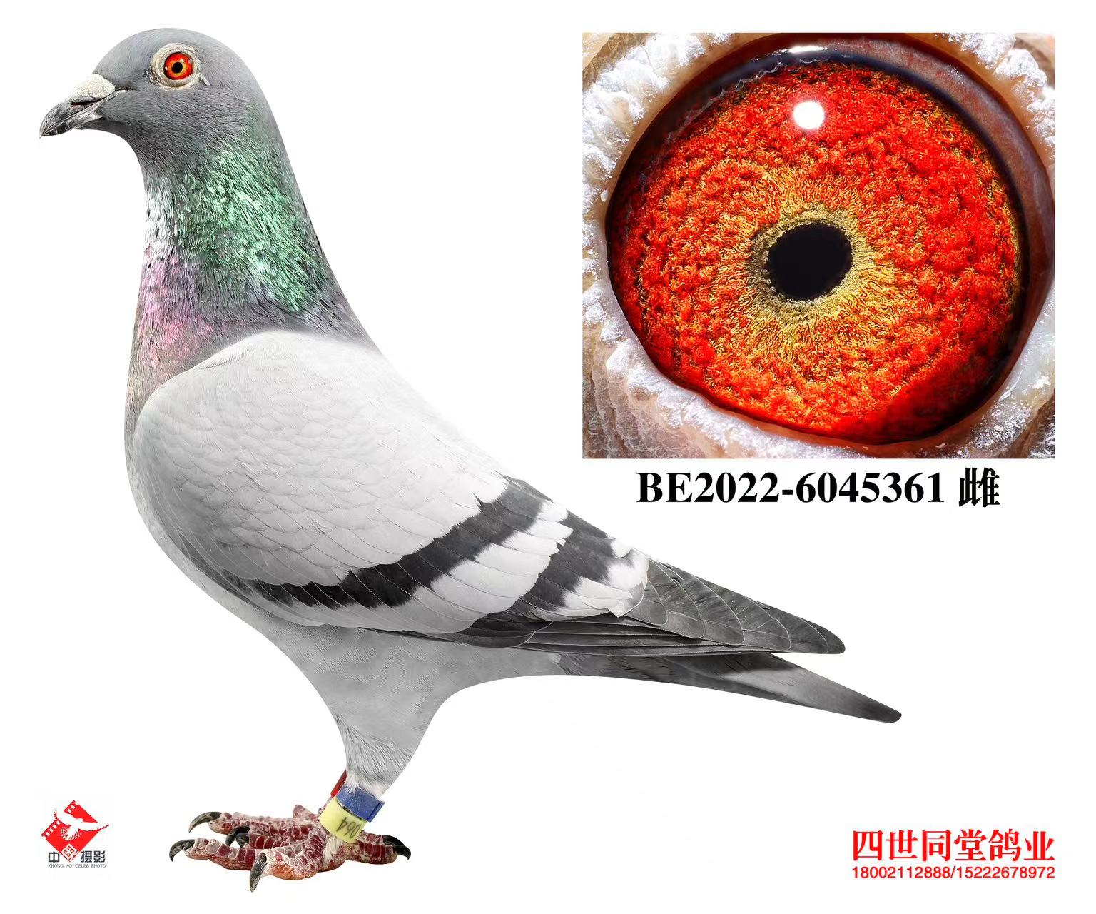 ³�Ϸ���˹ԭ��361