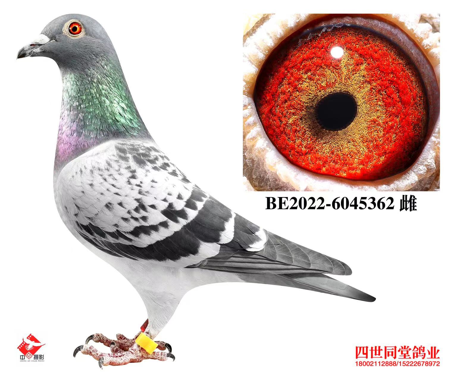 ³�Ϸ���˹ԭ��362