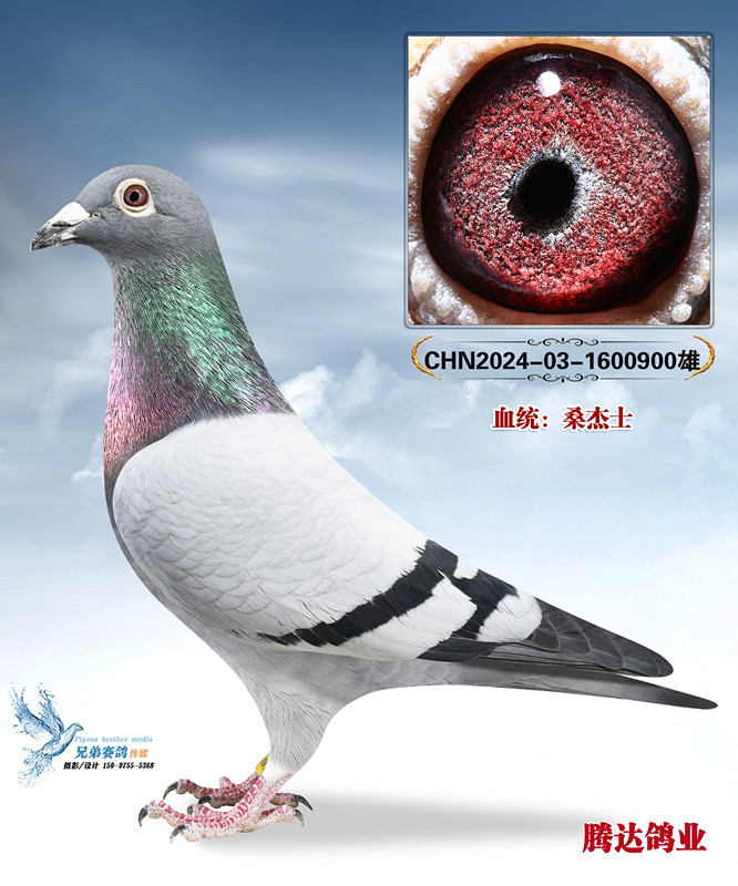 ��ά��˹��ֱ��