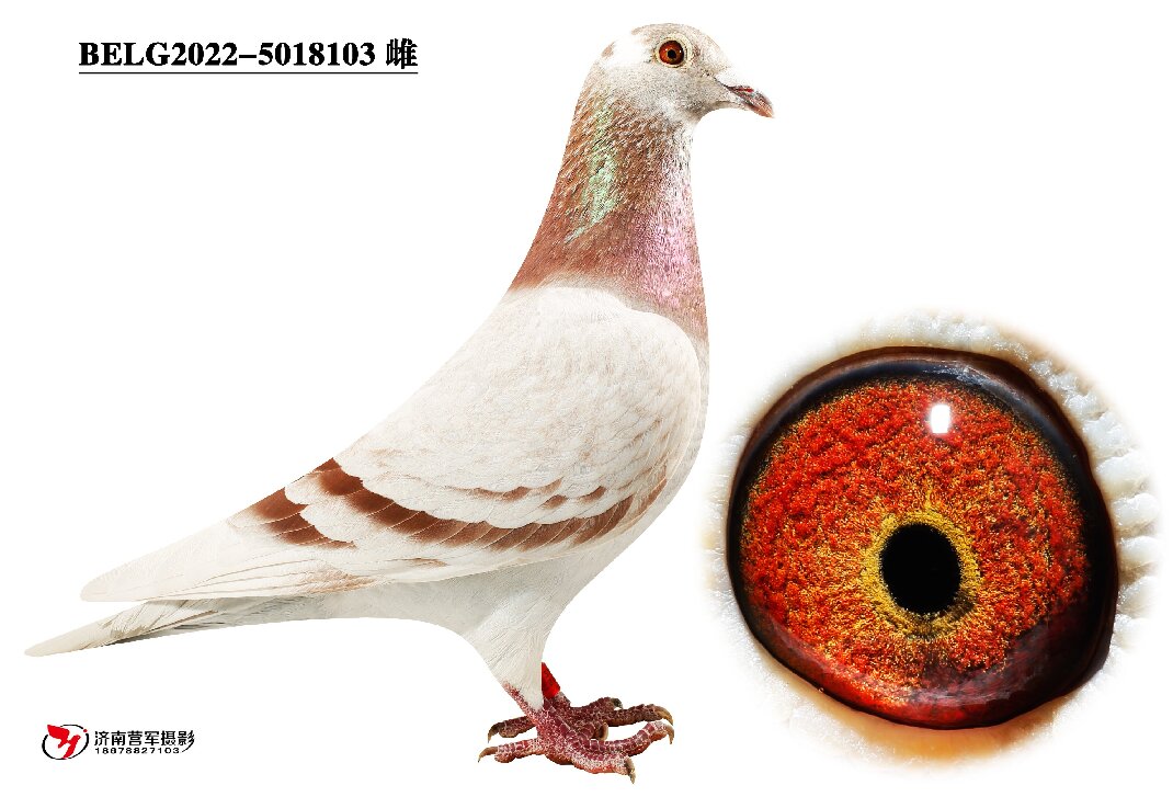 ���ǡ�����