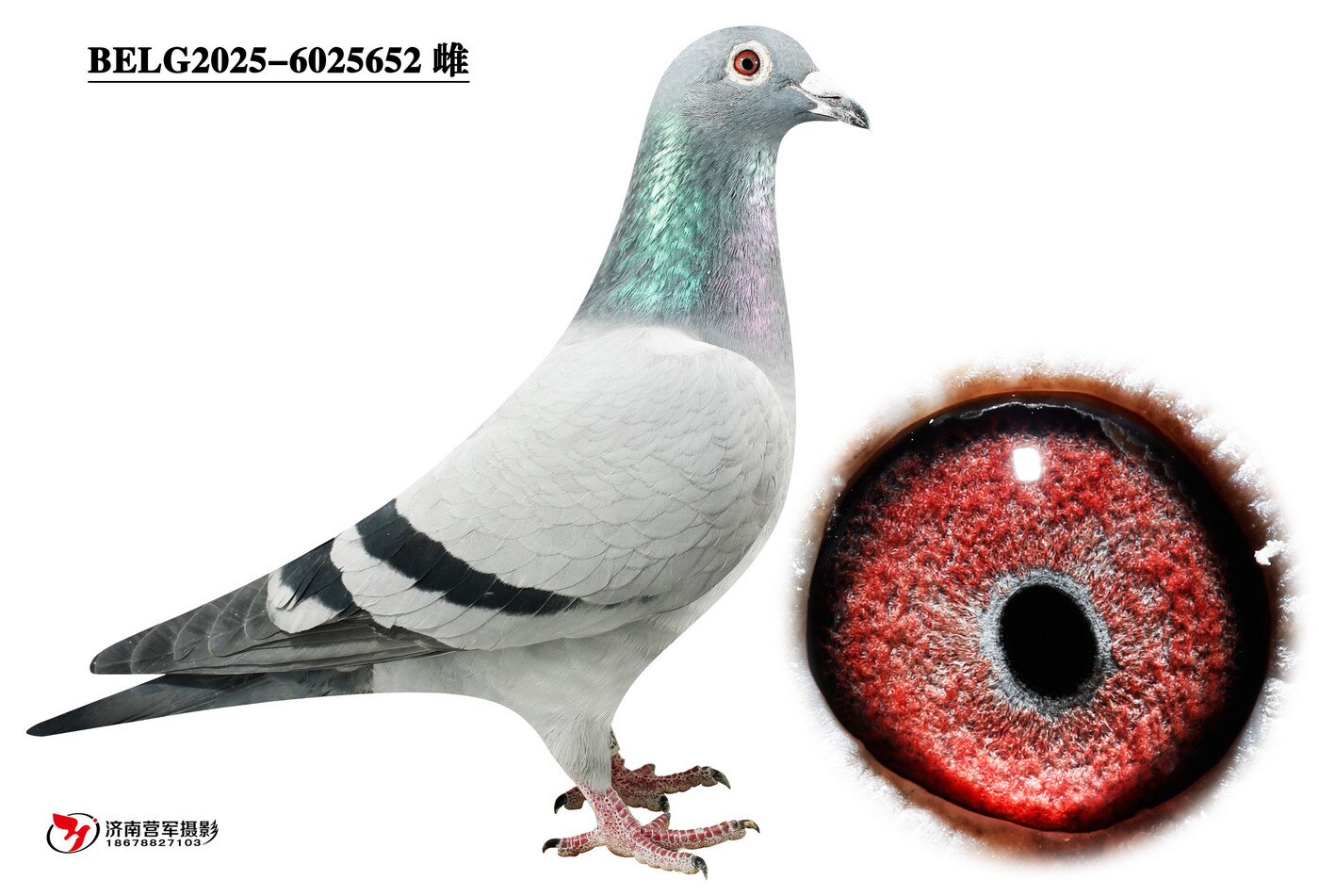 �ޱ�����³��