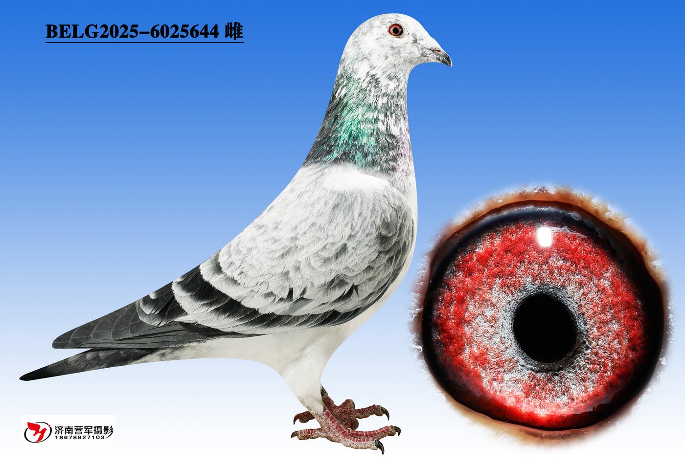 �ޱ�����³��