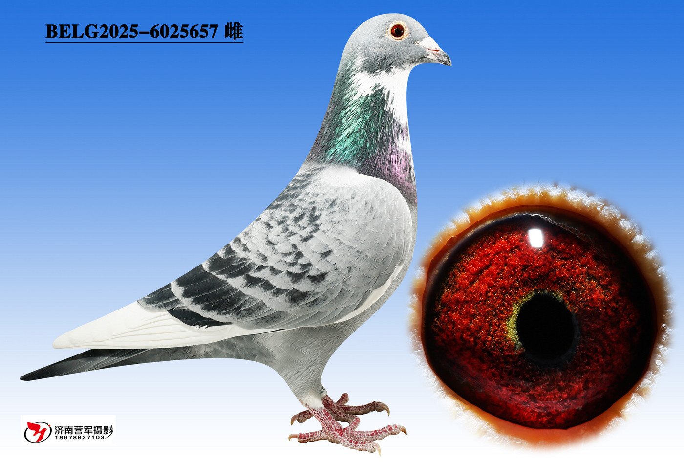 �ޱ�����³��