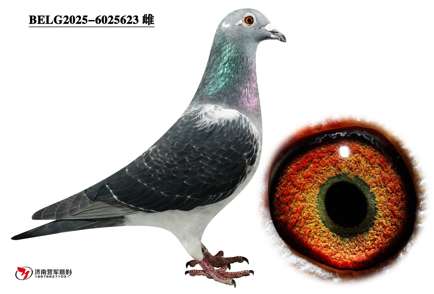 �ޱ�����³��