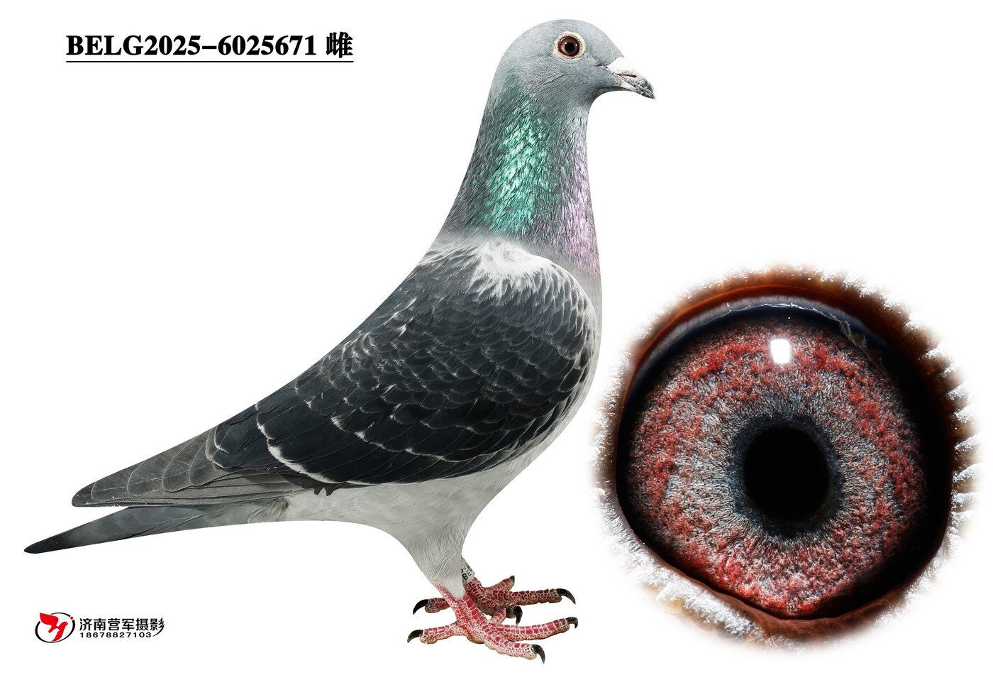 �ޱ�����³��