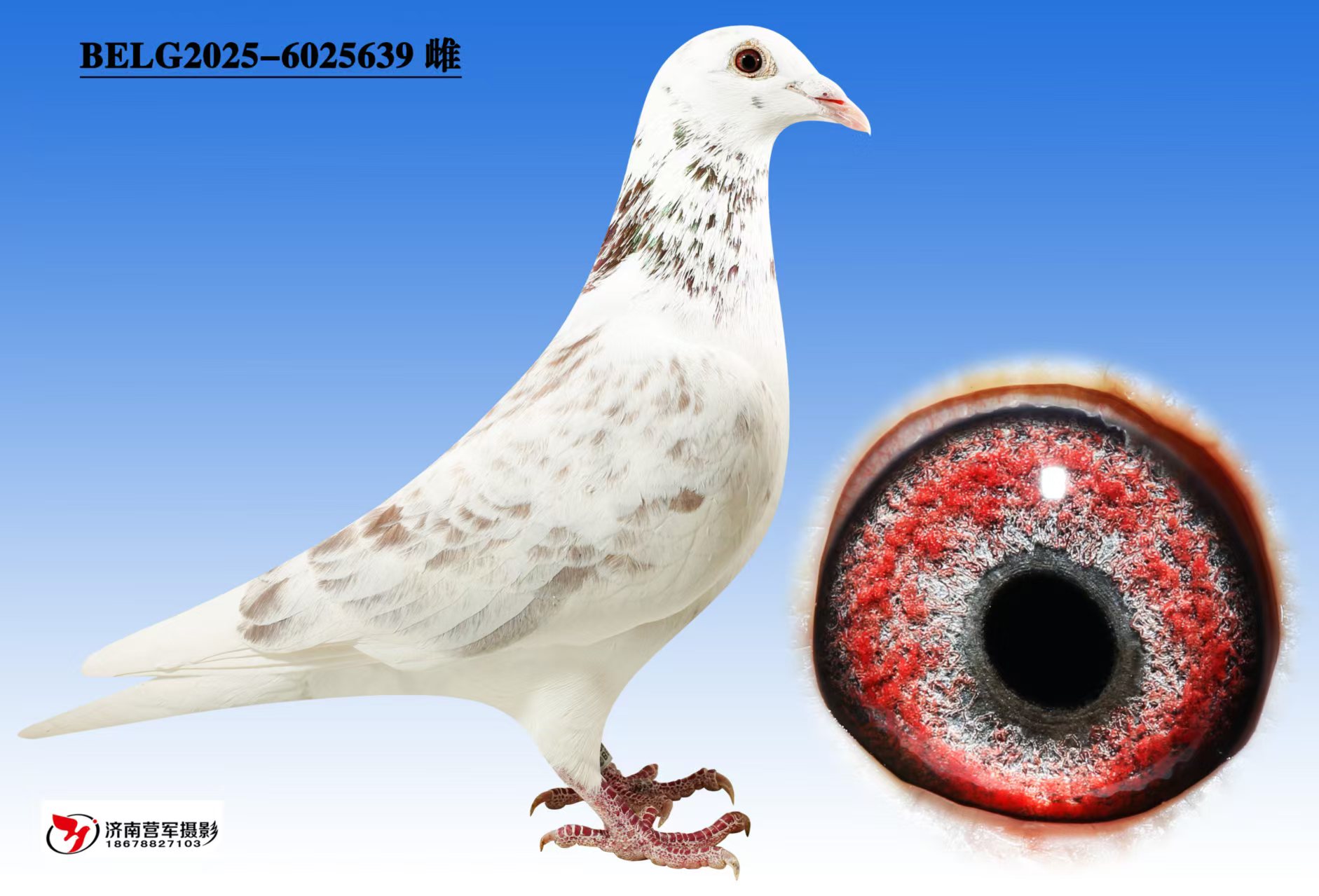 �ޱ�����³��