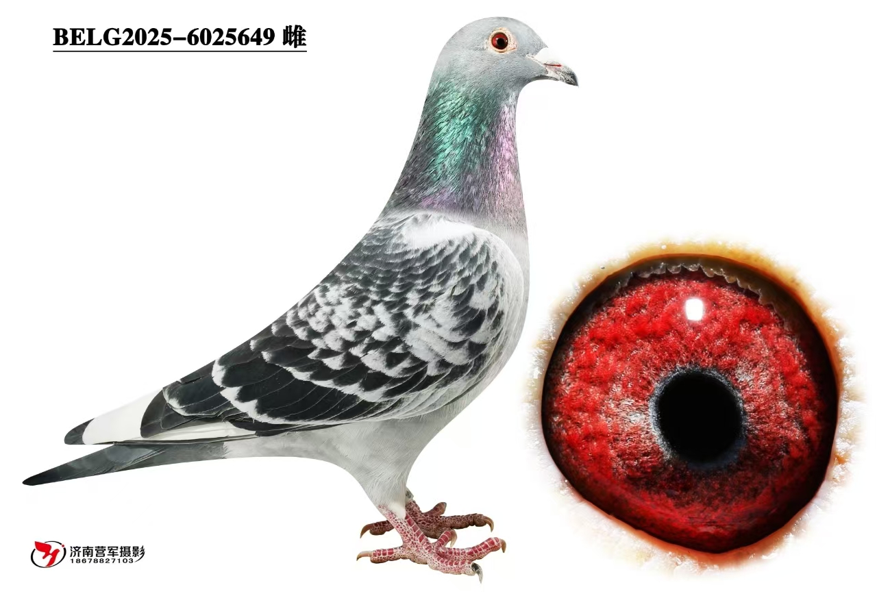 �ޱ�����³��