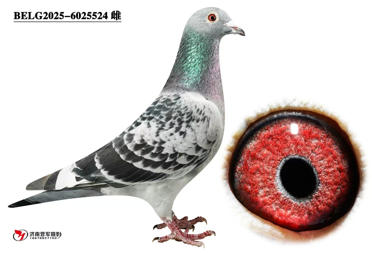 �ޱ�����³��