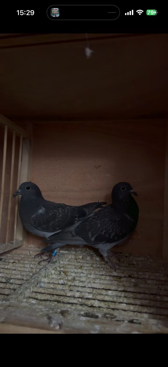 ��������һ��