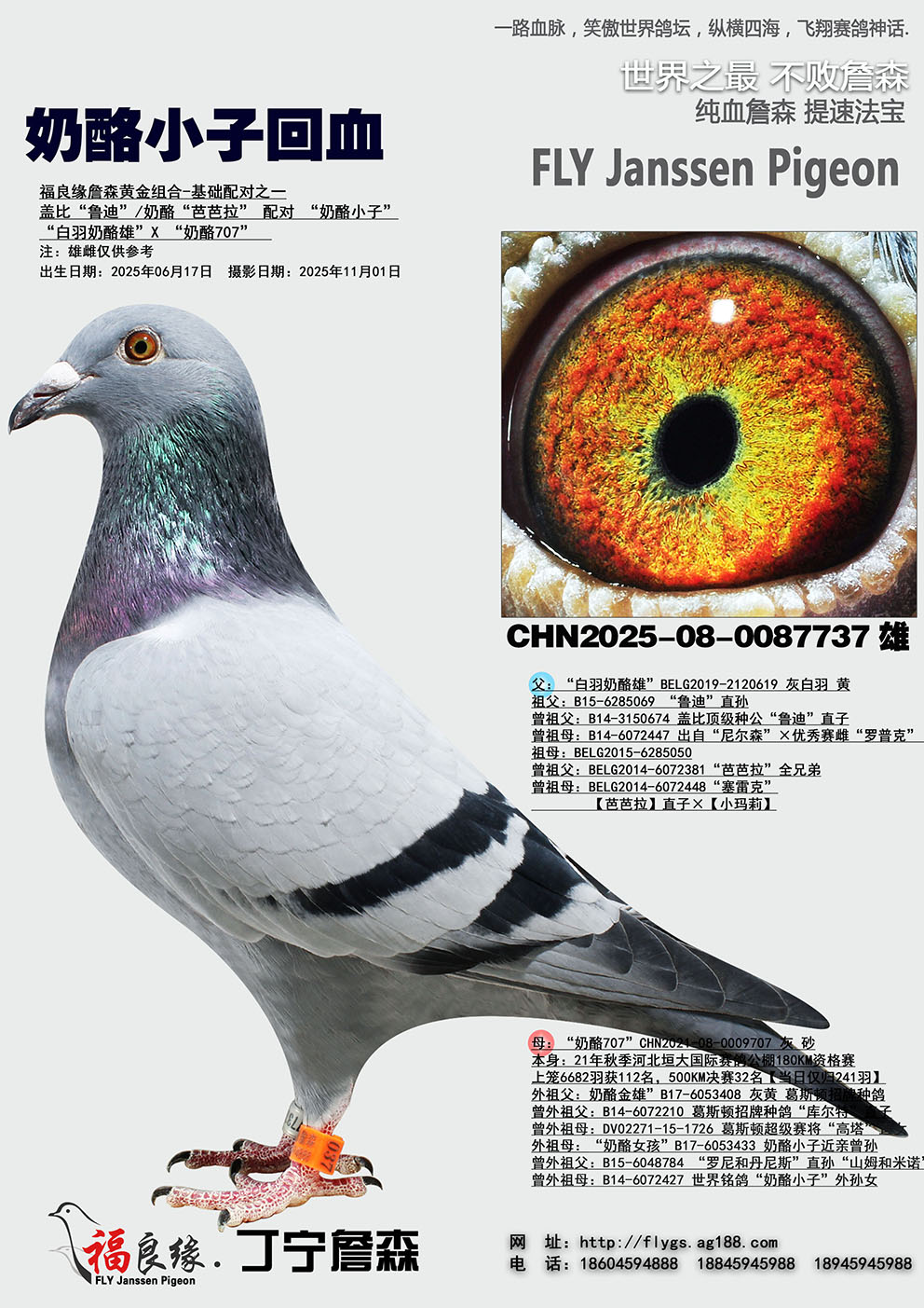 ����С�ӻ�Ѫ